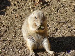 Tiergarten Schönbrunn am 20.10.2025
